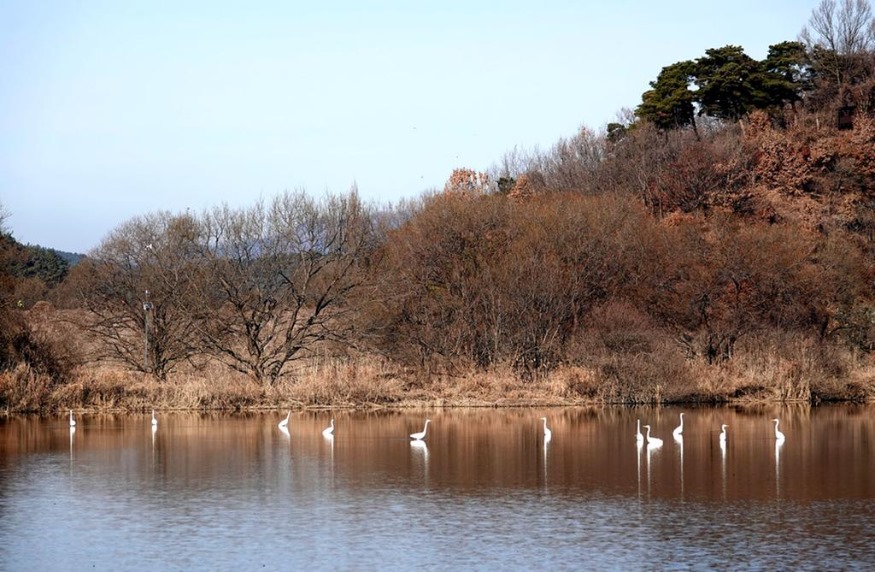우포늪+생태관광지역+3회+연속+지정+(1)_jpg_middle.jpg