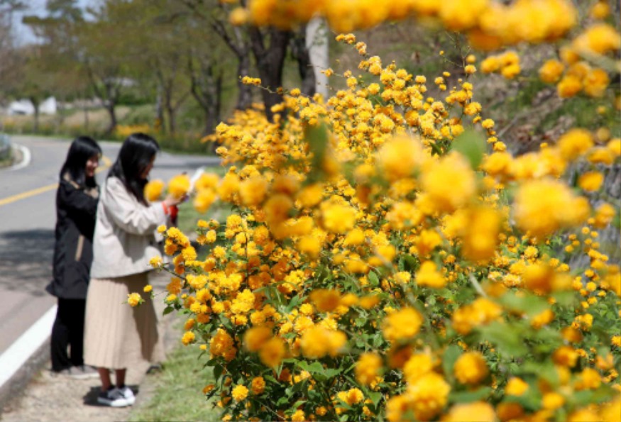 산청 황매산 가는길 노란 황매화 물결 (1).jpg