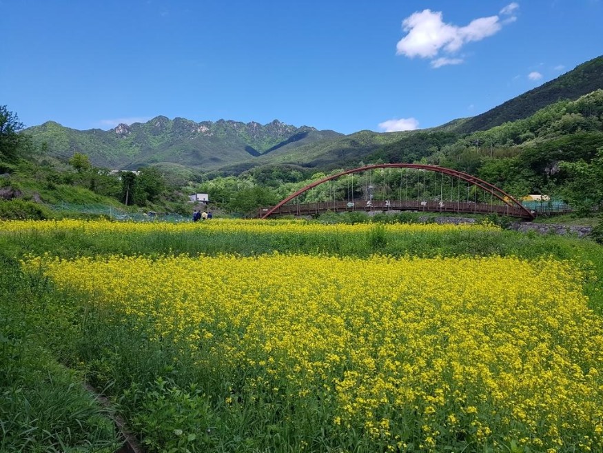 해인사+소리길+유채꽃+11_jpg_middle.jpg