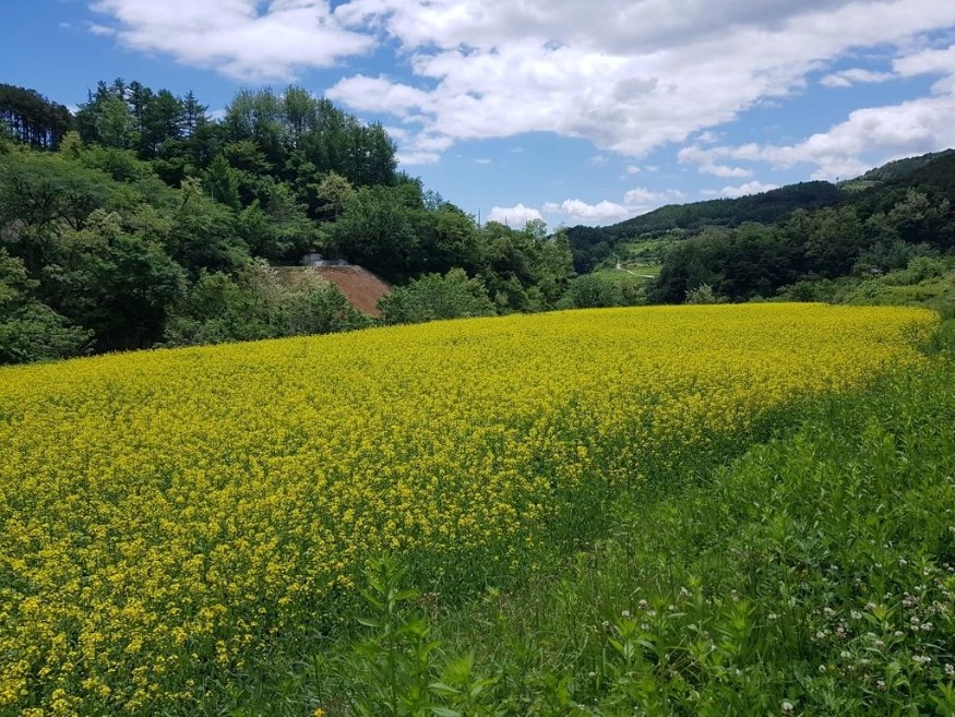 해인사+소리길+유채꽃+22_jpg_middle.jpg