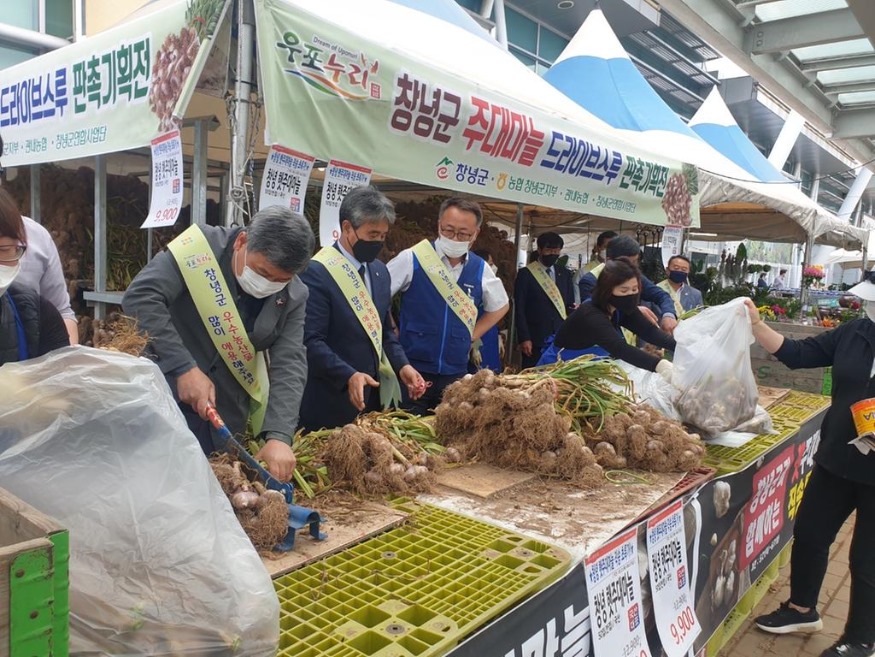 창녕군+햇마늘+판촉을+위한+드라이브+스루+실시+(1)_JPG_middle.jpg