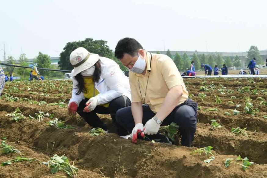 0526 구리시, 코로나19 여파 ‘가을 코스모스축제 취소’ 고구마 심어.jpg
