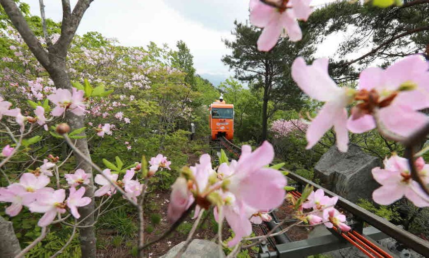 활짝 핀 철쭉꽃을 감상하며.jpg