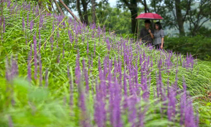 산청 산엔청공원 여름 알리는 맥문동 개화 (1).jpg