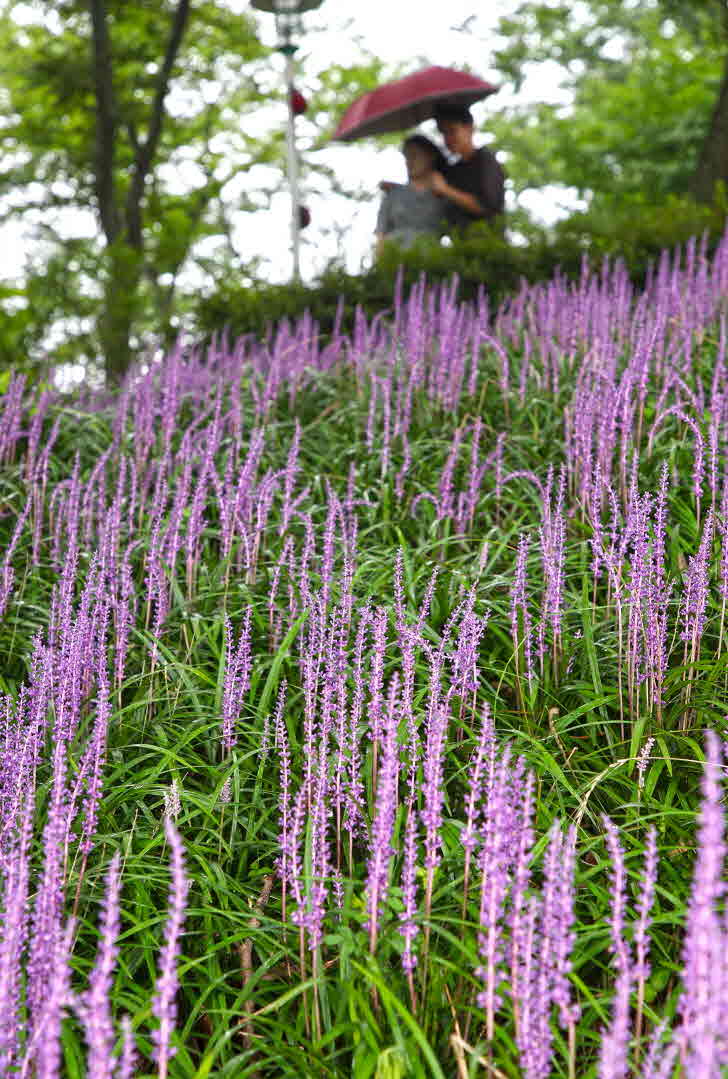 산청 산엔청공원 여름 알리는 맥문동 개화 (3).jpg