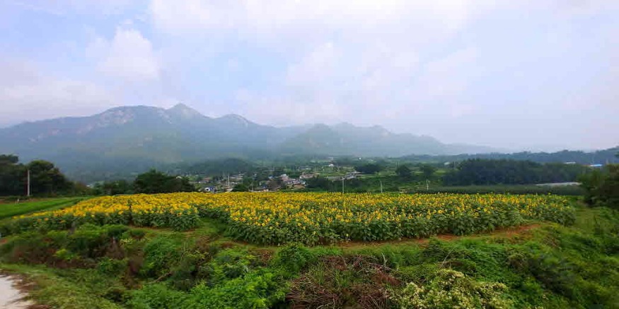 6. 위천면 서덕공원 해바라기 꽃 활짝 (1).jpg