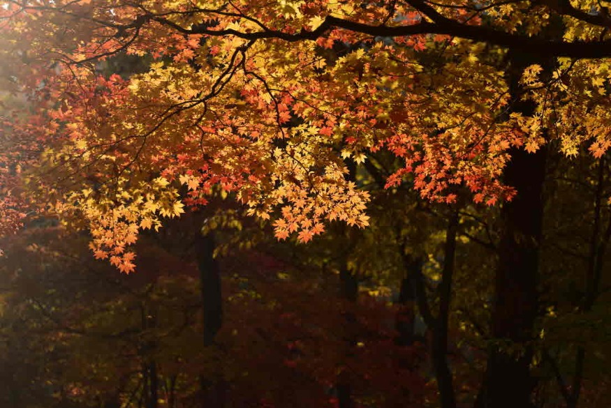 당단풍나무 단풍1.jpg