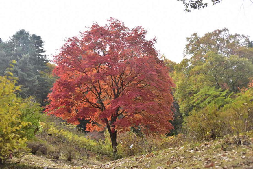 당단풍나무 단풍2.jpg
