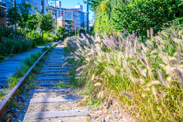 2-1. 경춘선 힐링타운_철길에 핀 수크령, 수크령의 꽃말은 가을의 향연이다.jpg