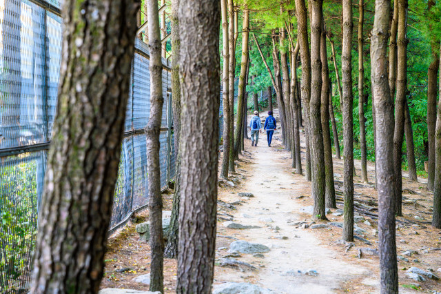 4-1. 초안산 분묘군_등산로, 크고 작은 길이 많아, 잘 찾아가야 한다.jpg