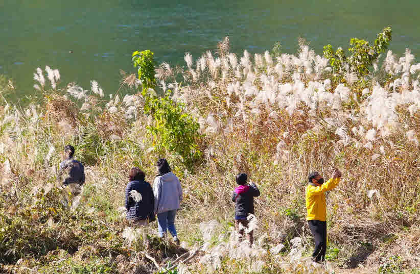 보도1)가곡면 갈대밭.jpg