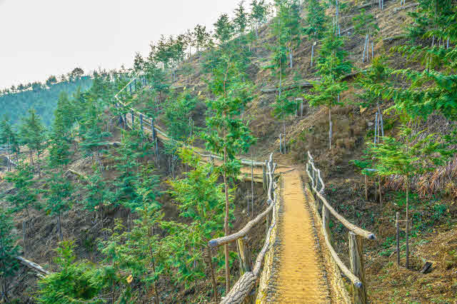 2-4 봉산 편백나무숲_편백 사이로 난 산책로, 길은 좁지만 편백 사이를 요리저리 거닐며 산책할 수 있다.jpg