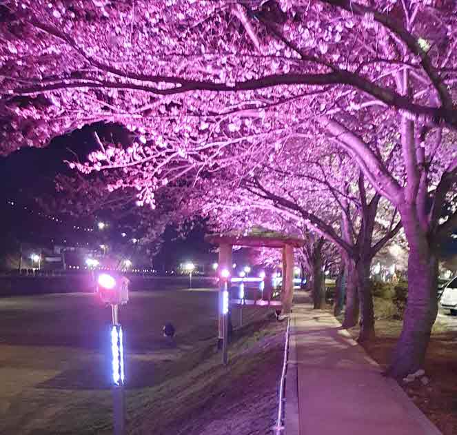 광양시서천변_조명에비친벚꽃장관연출-도시재생과2.JPG