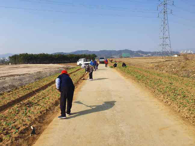 의림지뜰 유채경관 조성사진.jpg