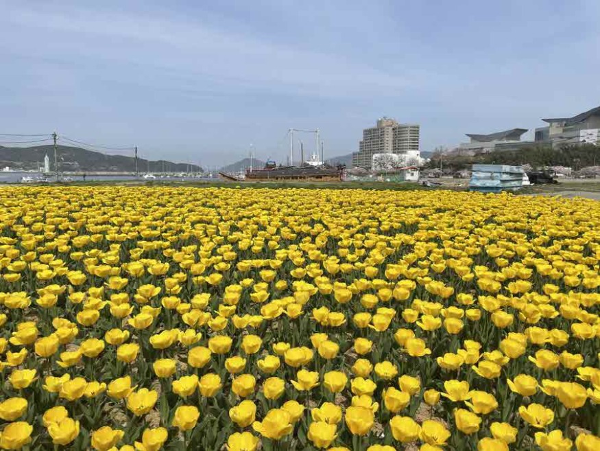 4_1+-+통영시+트라이애슬론+광장+튤립+5만송이+개화+1_jpg_middle.jpg