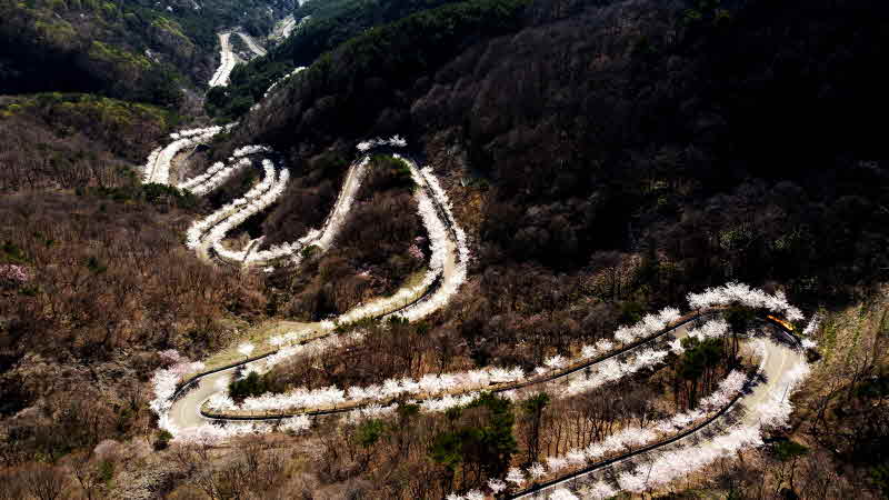 210331의령자굴산순환도로벚꽃길(3).JPG