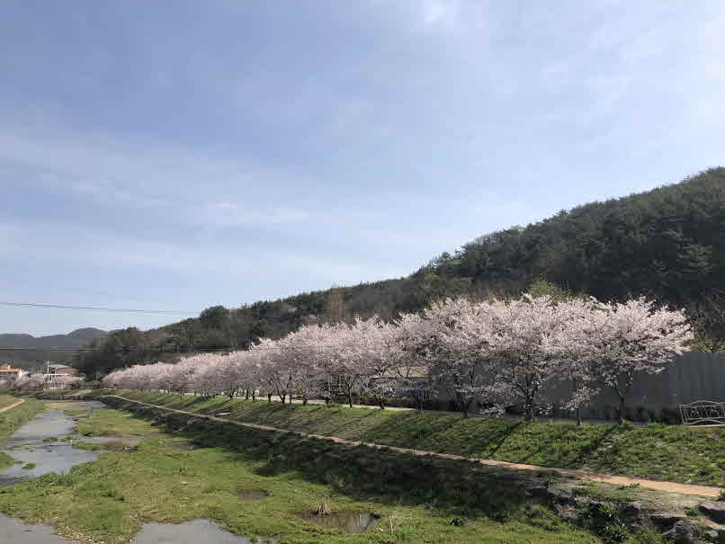 7-2드라이브스루벚꽃여행고성군회화면으로-회화면배둔천.jpeg