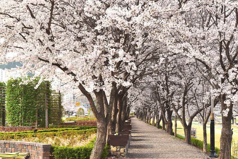 전남 4월 꽃길 여행지- 광양 서천변 벚꽃길(문현정 광양문화관광해설사 제공).jpg
