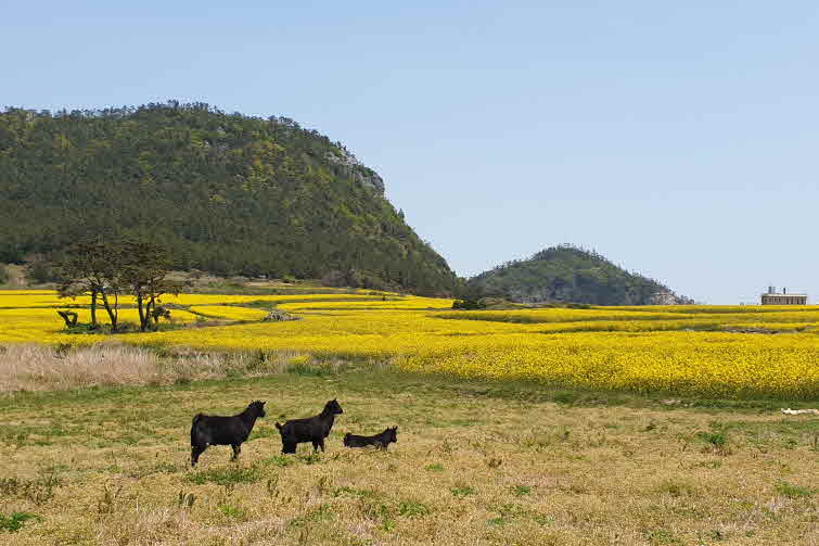 전남 4월 꽃길 여행지- 도 관매도 유채단지(이평기 진도문화관광해설사 제공).jpg