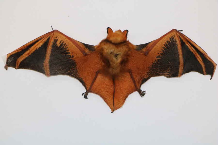 구조 붉은박쥐 전체사진.JPG