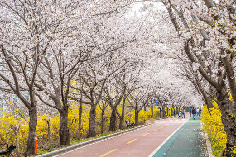 _1-1. 개나리와 벚꽃이 어우러진 성내천 둑길.jpg