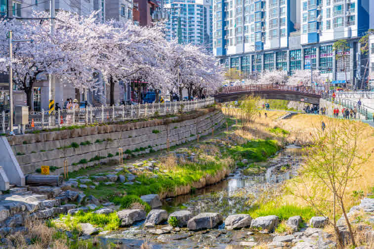 _2-1. 성북천을 따라 이어지는 벚꽃길.jpg