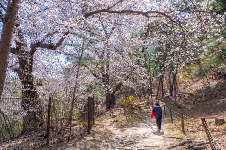 _3-2. 의릉 산책코스에 있는 벚나무.jpg
