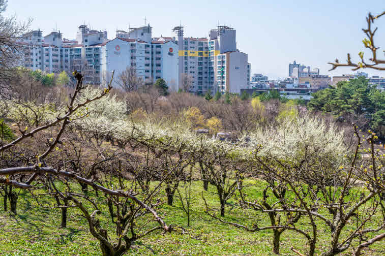_5-1. 중랑캠핑숲의 배나무, 과수원이던 옛 모습을 살렸다.jpg