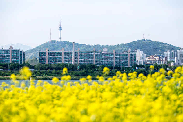 _6-1. 반짝이는 노란 유채꽃이 한강과 서울을 온통 노랗게 물들인다.jpg