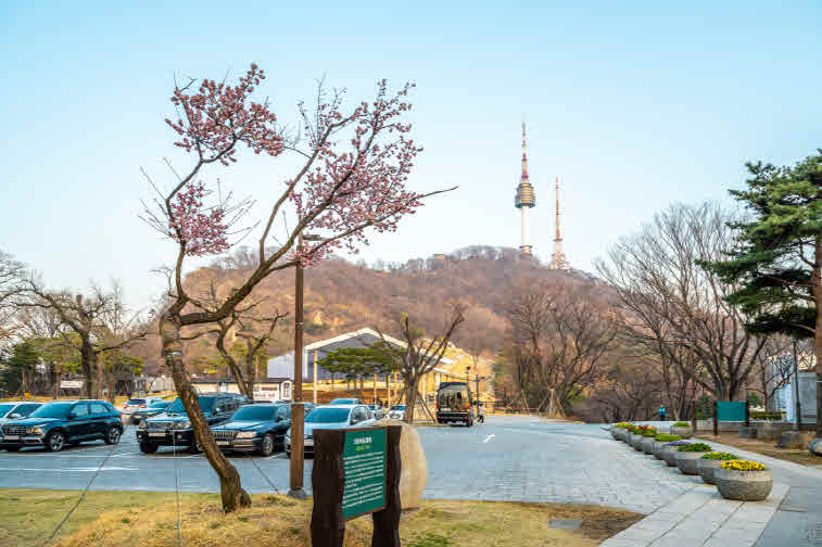_8-1. 남산타워를 배경으로 선 와룡매 홍매화.jpg