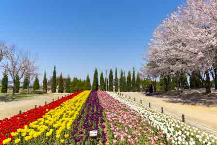 2021_4_9일자(송도국제도시_내_조성_튤립꽃밭_만개)(해찬솔공원)(2).jpg