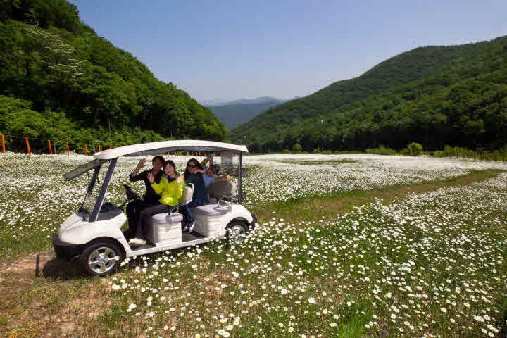 하이원리조트 하늘길 카트투어 대표사진(오는 6월이 되면 스키장 슬로프에 야생화가 만개하게 된다).JPG