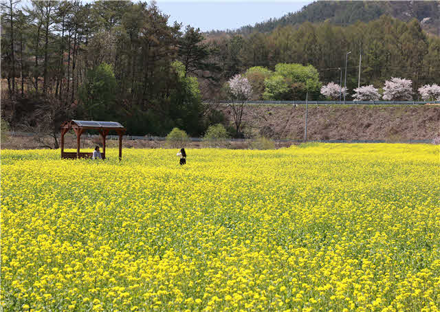 상전금지마을유채꽃.jpg