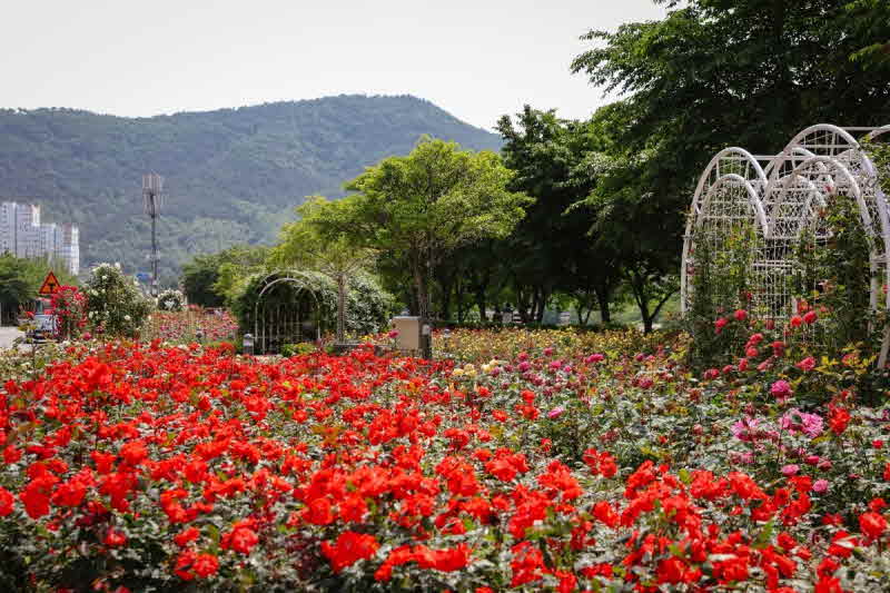 광양시_꽃지도들고떠나는광양여행(서천장미공원)-관광과.jpg
