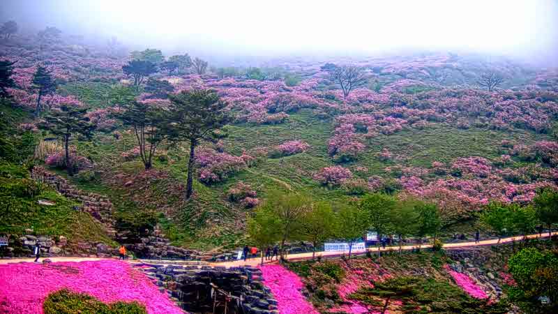 산청 황매산 출쭉 실시간 유튜브 영상 시스템 1.jpg
