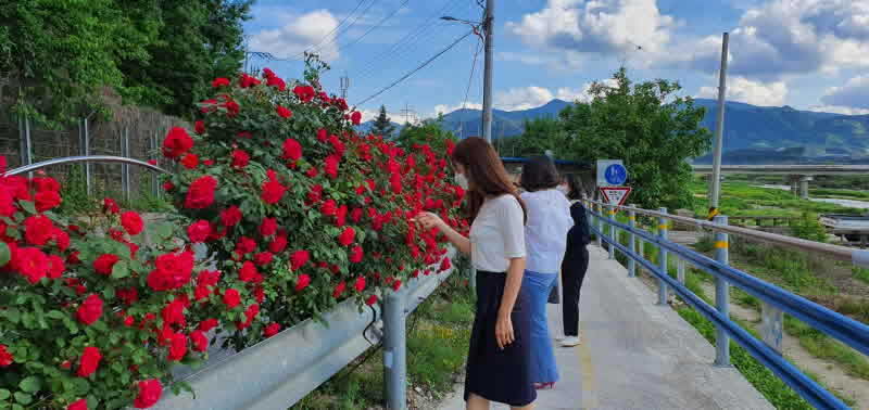 1. 거창군 남하면 장미꽃길로 드라이브 오세요.jpg