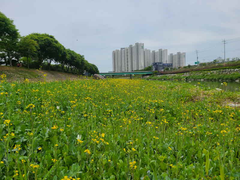 3. 거창군 위천천 강변 유채꽃 노란물결 넘쳐.jpg
