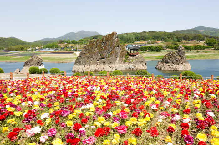 꾸미기_보도2)도담삼봉 백일홍.jpg