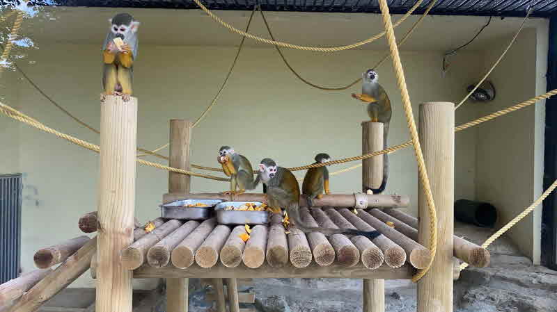 진주 진양호 동물원에서 서울대공원 단봉낙타 만난다 -다람쥐원숭이(1).jpg