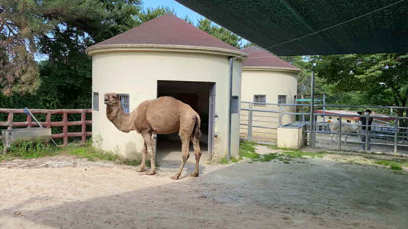 진주 진양호 동물원에서 서울대공원 단봉낙타 만난다 -단봉낙타(2).jpg