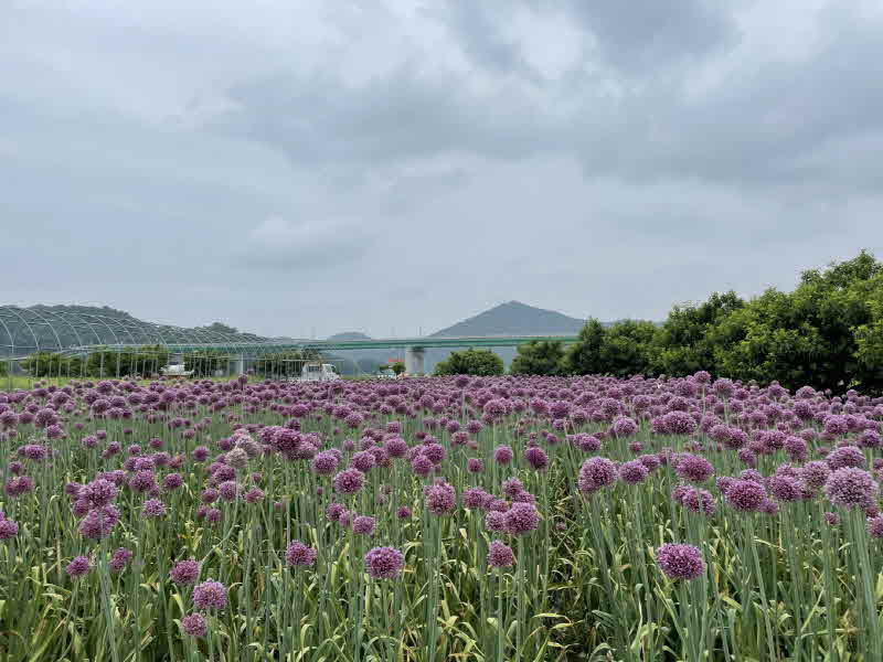 미르섬 코끼리마늘 꽃 사진 (1).jpg