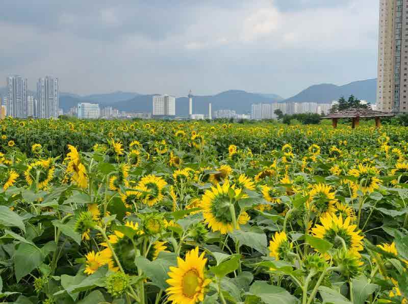 해바라기 개화1.jpg