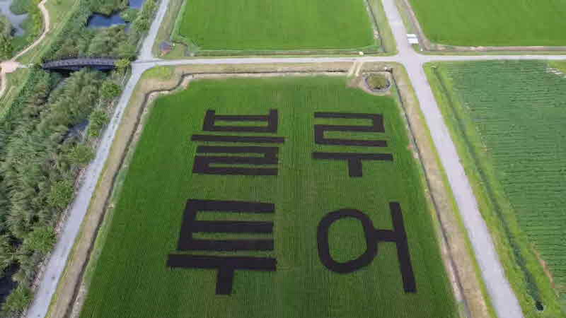 블루투어 논그림.JPG