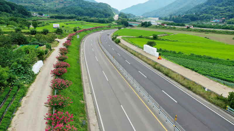 산청군 3번 국도 도로변 배롱나무(백일홍) 2-1.jpg