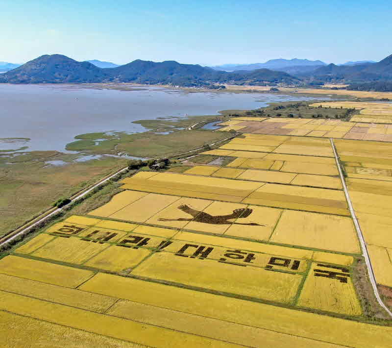 1. 순천만희망농업단지 경관농업(흑두루미).jpg