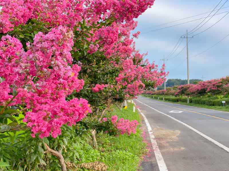 (12일)차창 밖 붉은 설렘 가득한 서천 배롱나무 드라이브 길(1).jpg