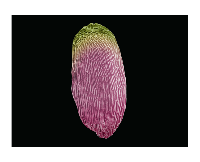 완도수목원 시드볼트 특별전- 철쭉 씨앗.jpg