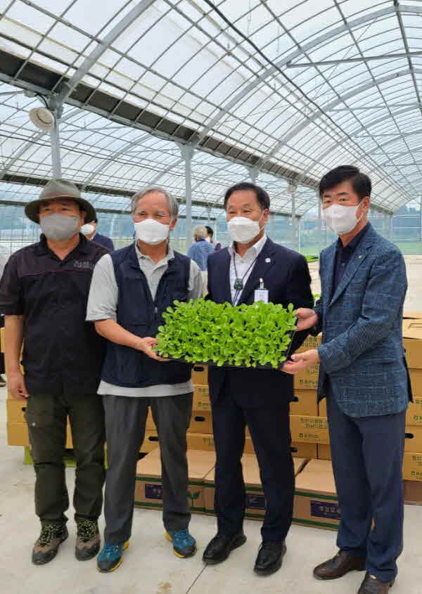 사진(양평 농촌체험마을 김장축제 배추모종 나눔 실시).jpg