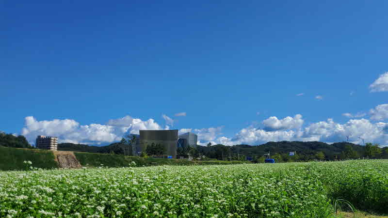 안동문화관광단지에 조성된 메밀밭 전경.jpg