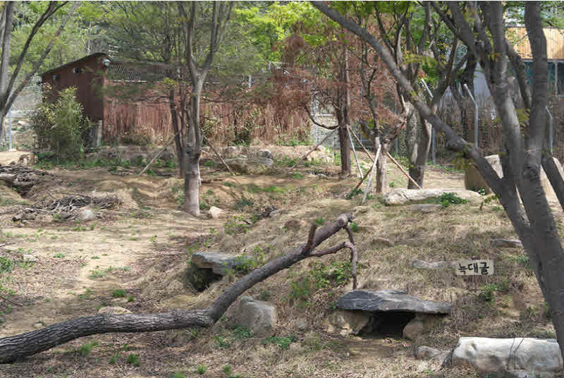 4-7 새롭게 단장하는 청주동물원(2021년 맹수사(늑대)예상 모습).jpg